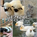 김재동스튜디오스토리하우스 | [포천 놀거리] 아이와 가볼만한 곳, 데이트하기 좋은 곳 '마이애니멀스토리 in 평강랜드' 솔직후기