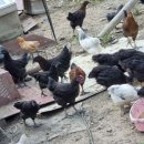 성조농장 이미지