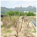 상왕농장 이미지