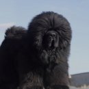 중국 짱오 천계위사 ( 사자개,티베탄마스티프 ) tibetanmastiff 이미지