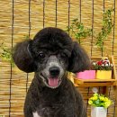 이쁘개귀엽개 이미지