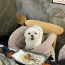 대천항오뚜기횟집 | 대천 애견동반식당 오뚜기횟집 진심 반했다 내돈내산 후기