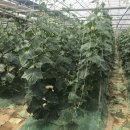 의총농장 이미지