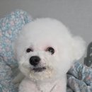 똥강아지 수제간식 | 강아지 한우수제간식 멍멍하누 급여 후기