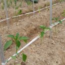 낙천그린농장 이미지