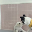 퍼피파파 네이버블로그