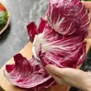 치커리(chicory) 이미지