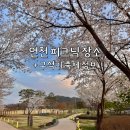 연천-16 | 연천 전곡리 유적지 피크닉ㅣ벚꽃 만개 후기, 구석기축제 정보 (주차, 입장료, 애견동반 가능)
