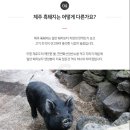 제주흑돼지