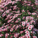 마스코스 이미지