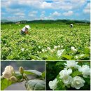 말리화차(茉莉花茶) 이미지