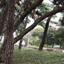 지천솔밭 이미지