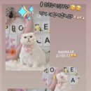 뽀득냥 | 창원 진해 고양이미용실 뽀득냥 더워지기전에 미용하러 오세요 :-)