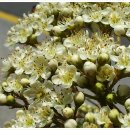 마가목민박 이미지