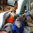 보성이탈리안그레이하운드 이미지