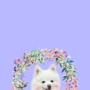 댕댕이냥 이미지