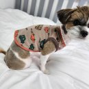 꼬로롱멍 이미지