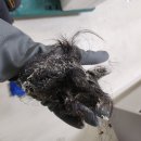 클린앤제이 - 부천시 소사구 소안로 34 | 대전 입주청소 추천 내돈내산 솔직후기 '클린앤제이'