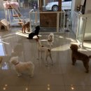 어니스트 동물병원 이미지