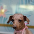 아띠펫살롱 이미지