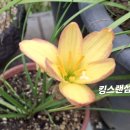 킹스랜섬 이쁜여우 이미지
