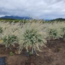 황금3로-R 이미지