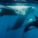 고래이야기 이미지