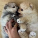 베베멍 강아지고양이분양 시흥본점 이미지