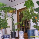 몽키바나나 이미지