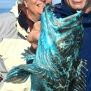 푸른물고기 이미지