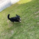 댕댕놀이터 아라점 이미지