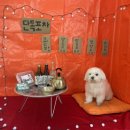 단독 dandog 이미지