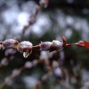 꼼지락 강아지 이미지