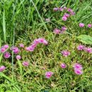 상화농장 이미지