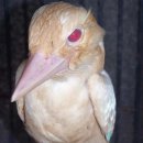 (주)알비노 이미지