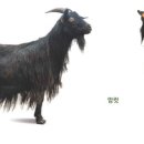 국립축산과학원 가축유전자원센터 이미지