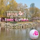 양재천 벚꽃 실시간 2025 양재천 벚꽃등축제 서울 데이트 방문기