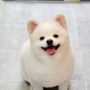 까리하개 이미지