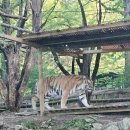 월드약국 | 에버랜드 사파리월드 생생 후기와 현장줄서기 꿀팁