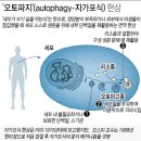 간헐적 단식 다이어트... 충격적 연구 결과...jpg 이미지