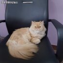 캣앤챗영어교습소