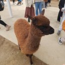 유동목장 | 🐑 가평 양떼목장 입장료·주차·먹이주기 체험 총정리 - 3살 아이와 서울근교 나들이 솔직 후기