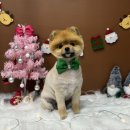 인생댕컷 반려견미용실 이미지