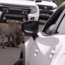 하이에나 PC 이미지