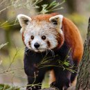 레드팬더 이미지