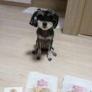 펫딩 이미지