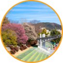 매산마을 | 전남 순천 볼거리 홍매화 명소 매산고등학교 포토존 개화상황 주차장