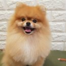 코코아도그 이미지