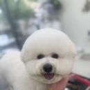 상아지네 이미지