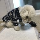 샤워앤독 이미지